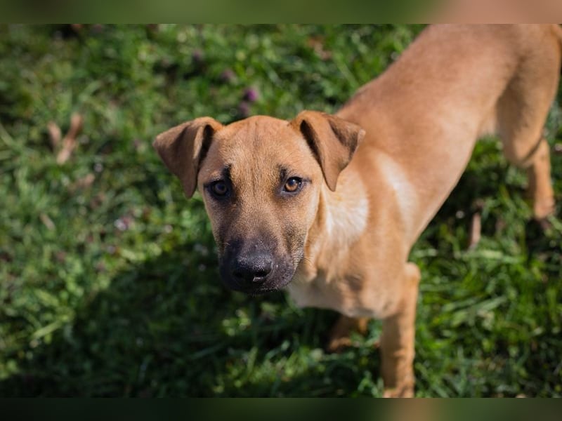 Chip 271274 sucht ein Zuhause