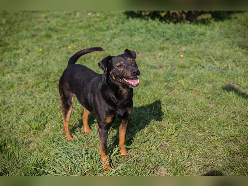Chip 251505 (Junghund) sucht ein Zuhause