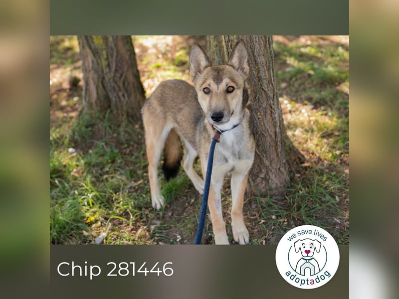 Chip 281446 sucht ein zu Hause