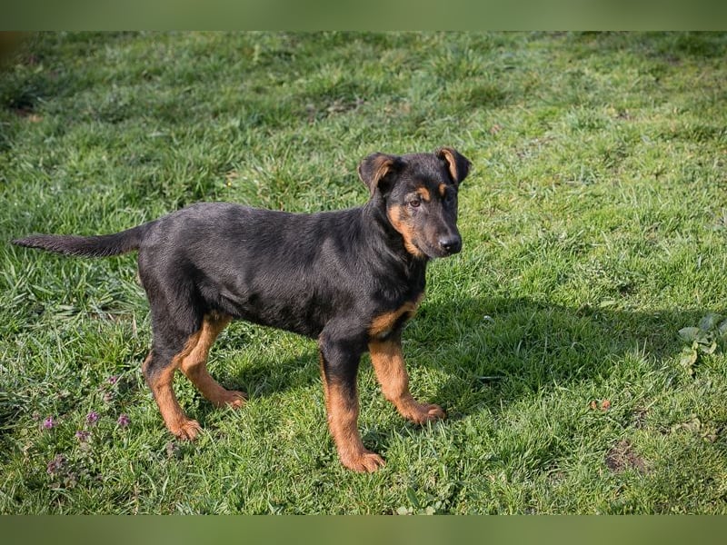 Chip 256225 sucht ein Zuhause