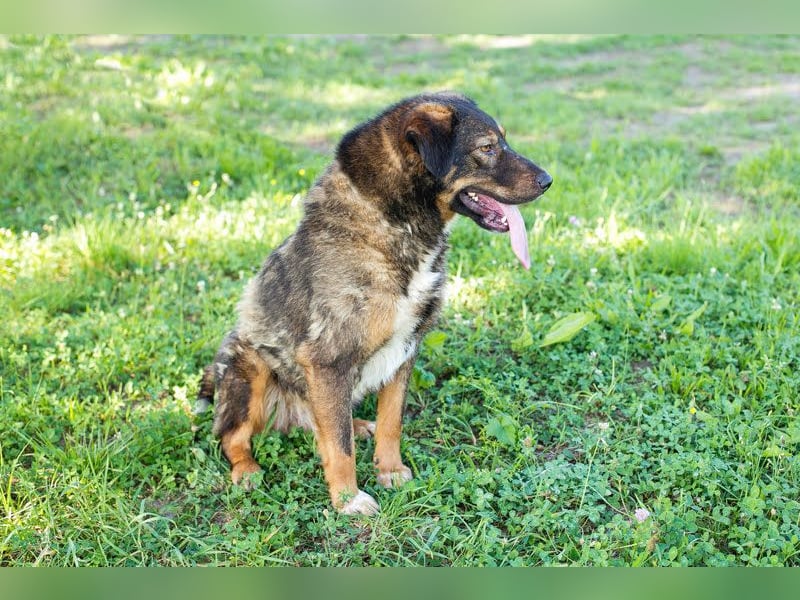 Joschi: Vertrauen durch Geduld