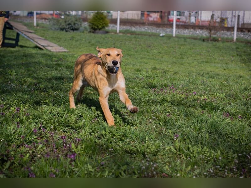 Chip 271243 sucht ein Zuhause