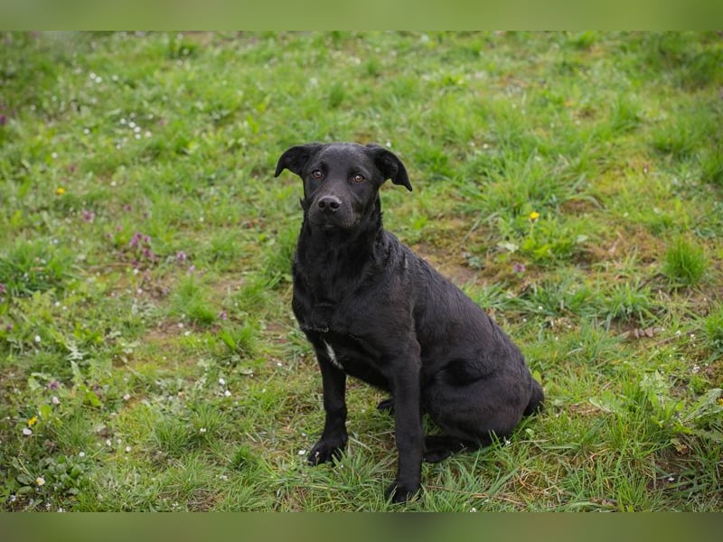 Chip 221493 sucht ein Zuhause