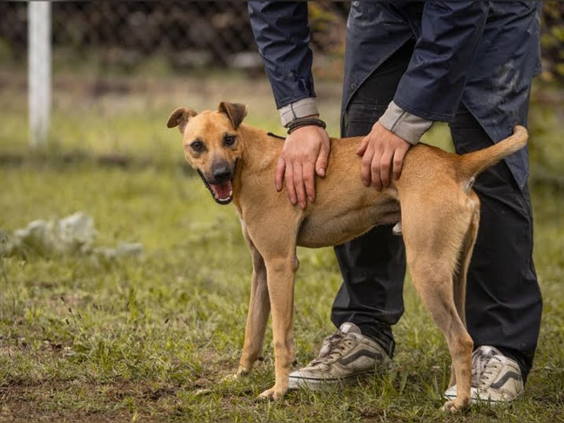 Maro: Energiebündel & Agility-Fan (44 cm)