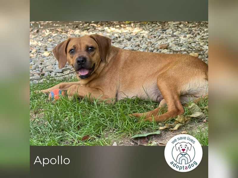 Apollo 244315 sucht ein zu Hause