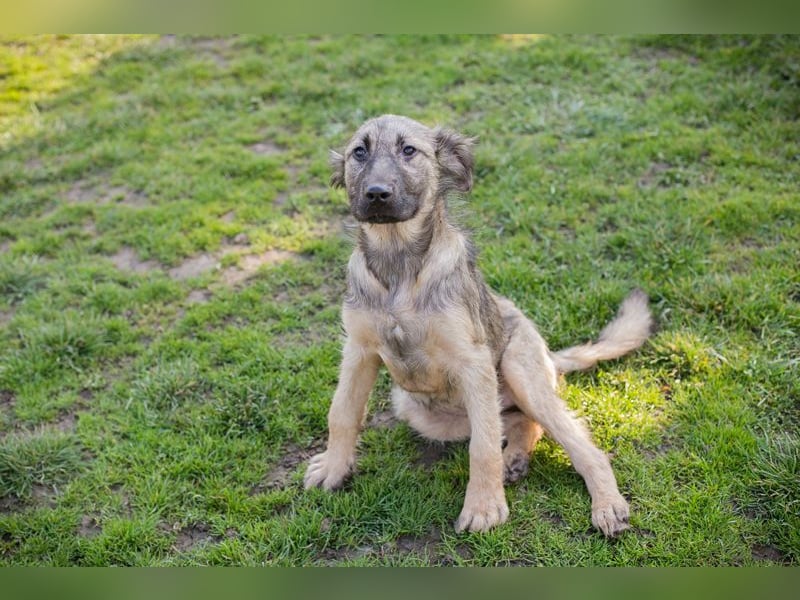 Chip 269459 sucht ein Zuhause