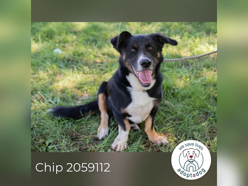 Chip 2059112 sucht ein Zuhause