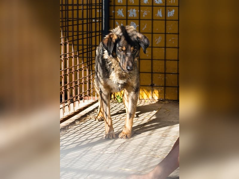 Joschi: Vertrauen durch Geduld