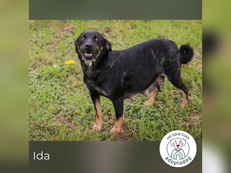 Ida sucht ein Zuhause