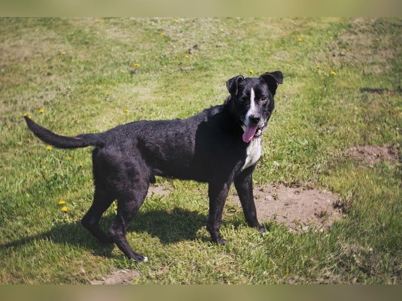 Sherlock: Ungebrochene Lebensfreude