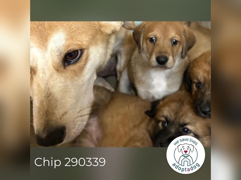 Chip 290339 sucht ein Zuhause