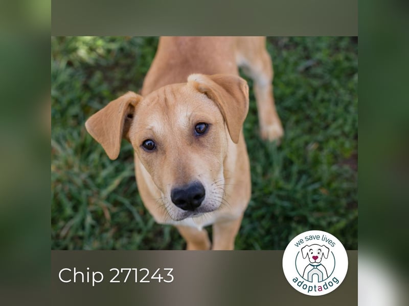 Chip 271243 sucht ein Zuhause