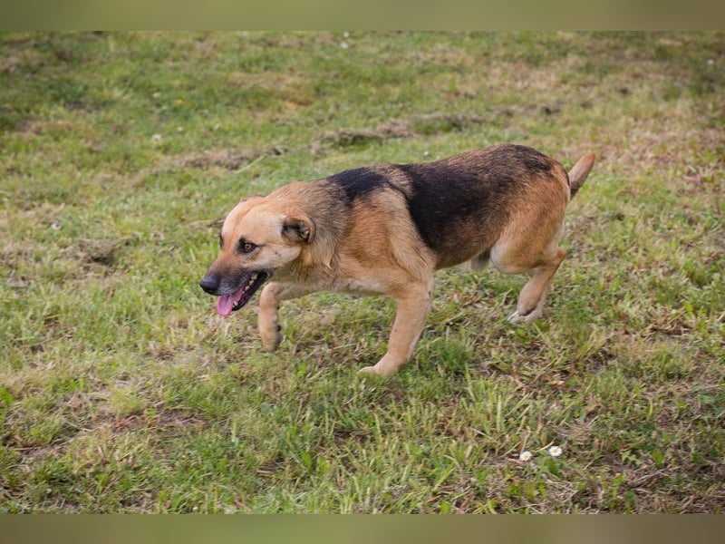 Chip 267225 sucht ein Zuhause