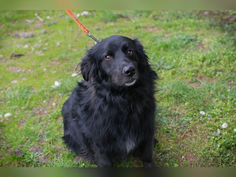 Bella Ember sucht ein Zuhause