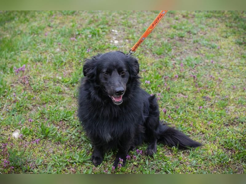 Bella Ember sucht ein Zuhause