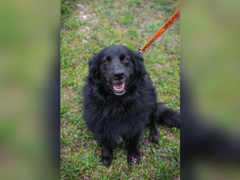 Bella Ember sucht ein Zuhause