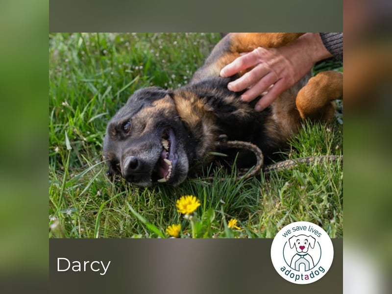Darcy – Sensible Seele auf der Suche nach Lieblingsmenschen