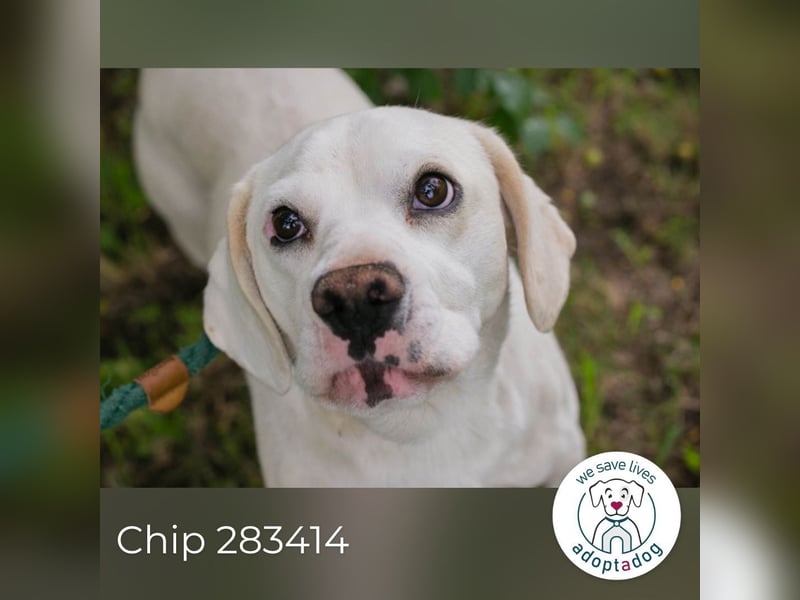 Chip 283414 sucht ein Zuhause