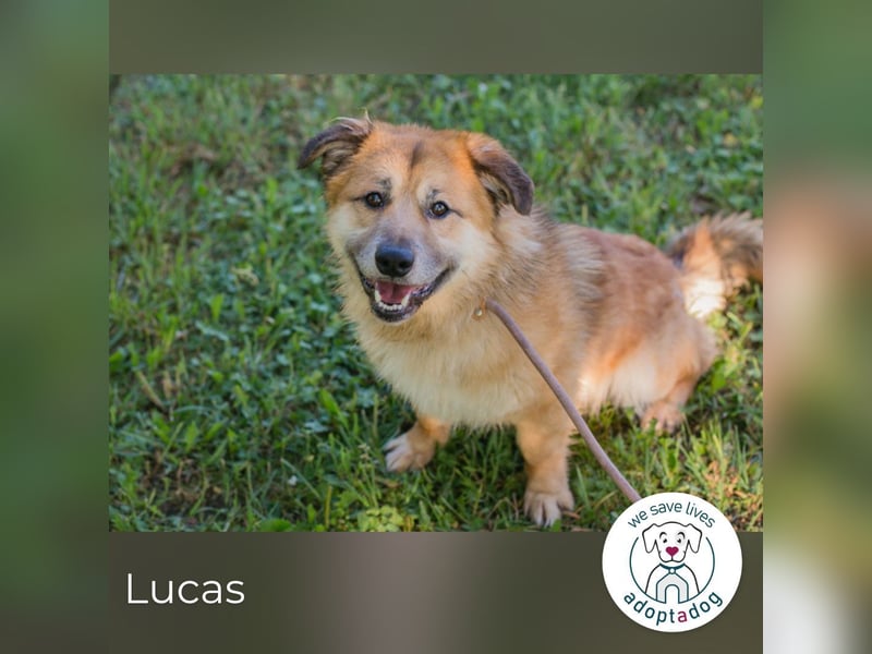 Lucas 256431 sucht ein zu Hause