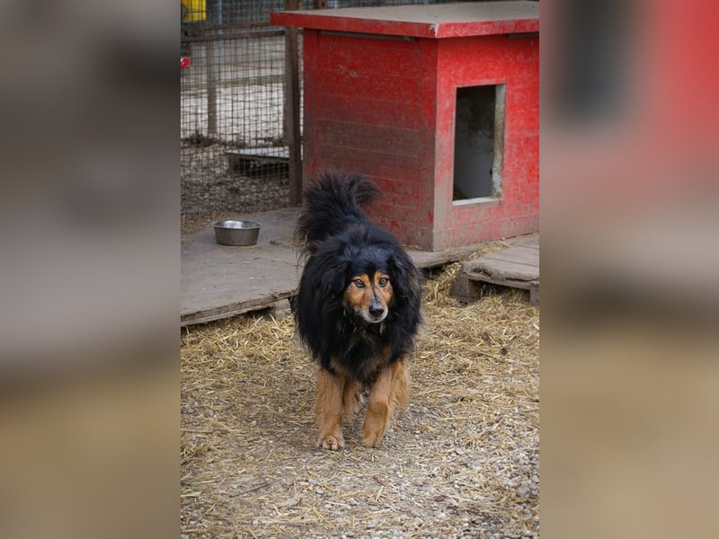 Lennox: treuer Begleiter sucht Familie