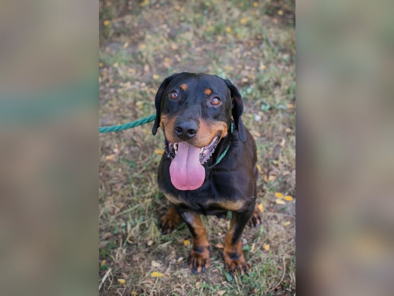 Chip 2217375 sucht ein Zuhause