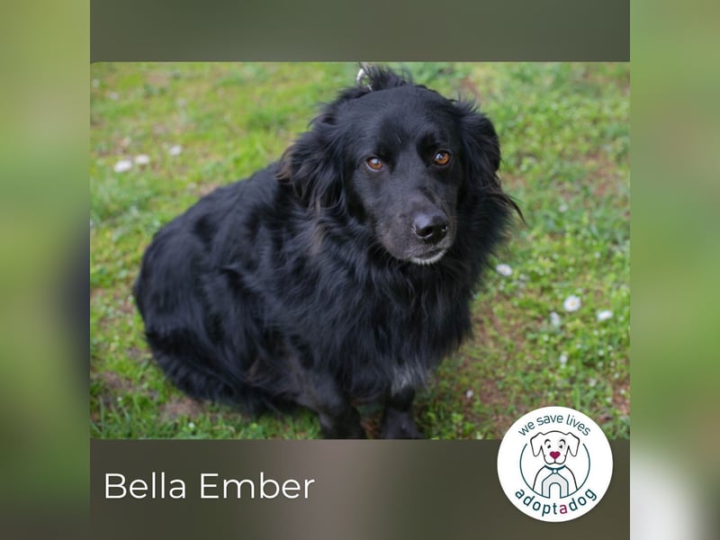 Bella Ember sucht ein Zuhause