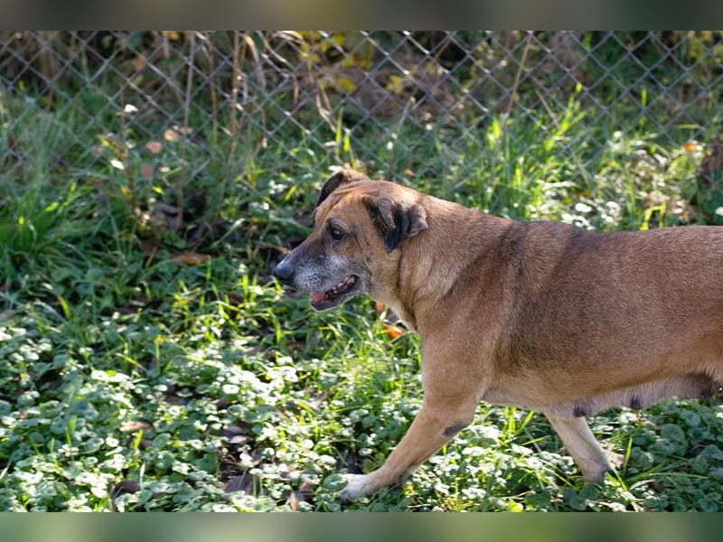 Arjeta: Treue Begleiterin an deiner Seite