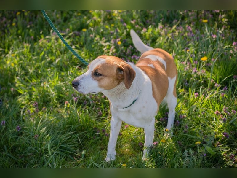 Mogli sucht ein Zuhause