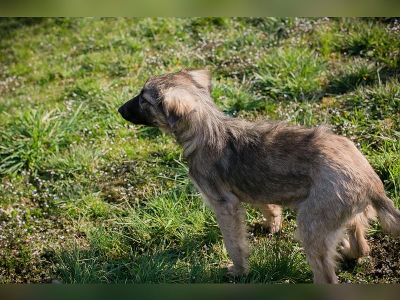 Chip 269459 sucht ein Zuhause