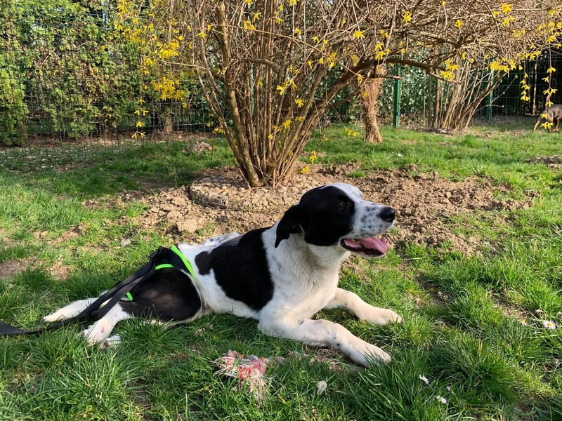 Felix: Traumhund mit Handicap