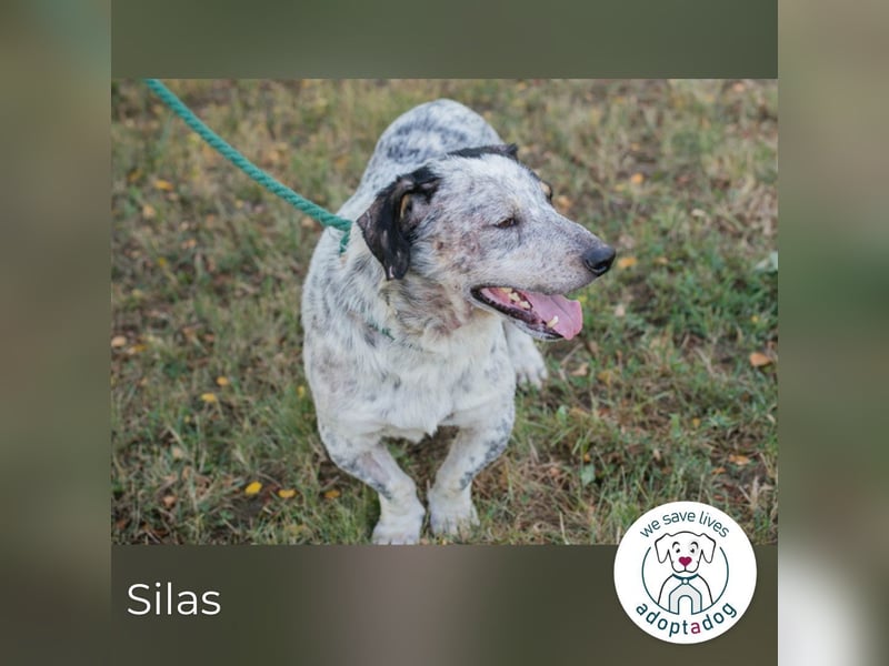 Silas 263693 sucht ein zu Hause