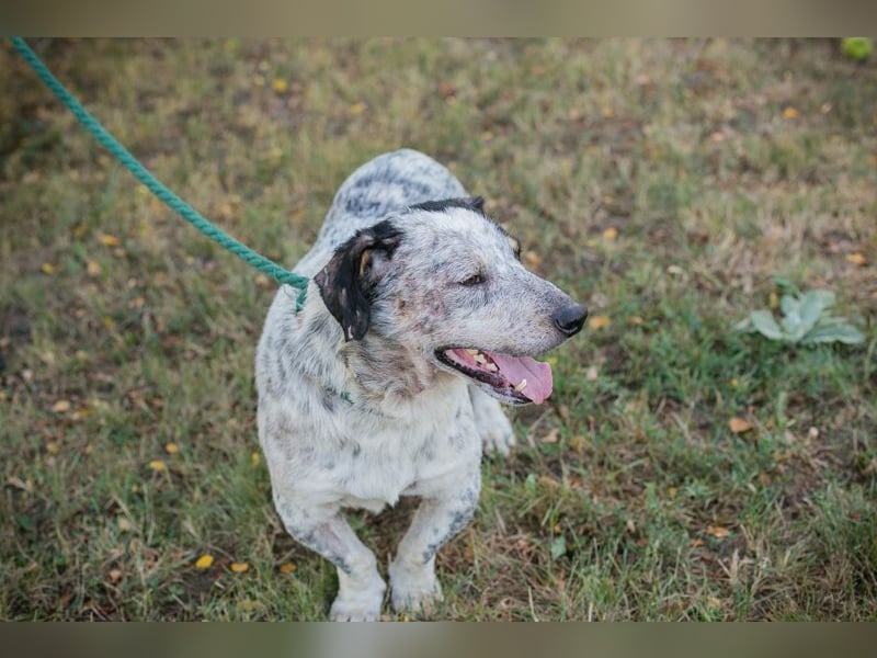 Chip 263693 sucht ein Zuhause