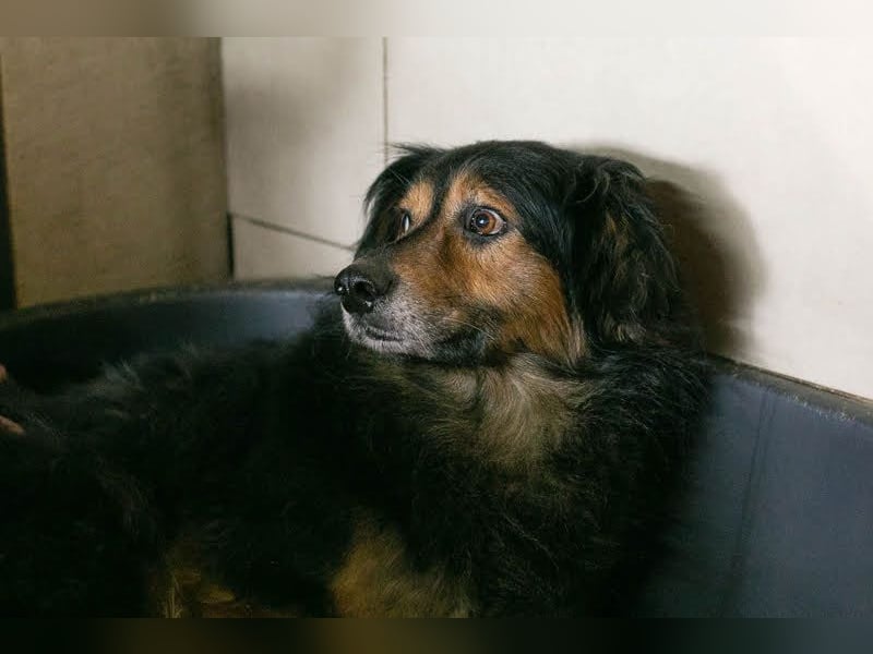 Lennox: treuer Begleiter sucht Familie