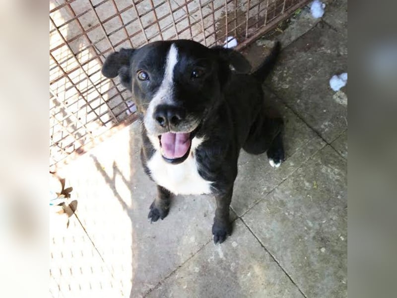 Sherlock: Ungebrochene Lebensfreude