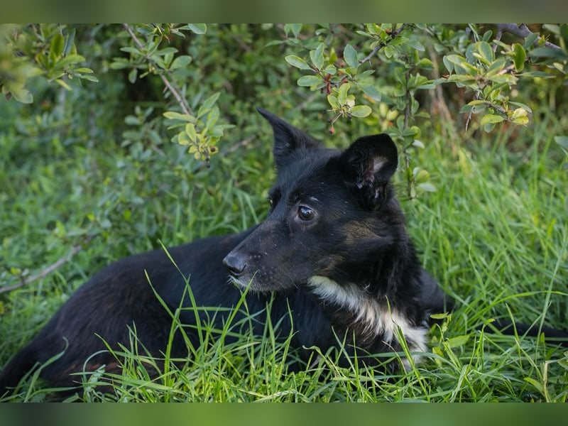 Rosie: sucht ein Zuhause