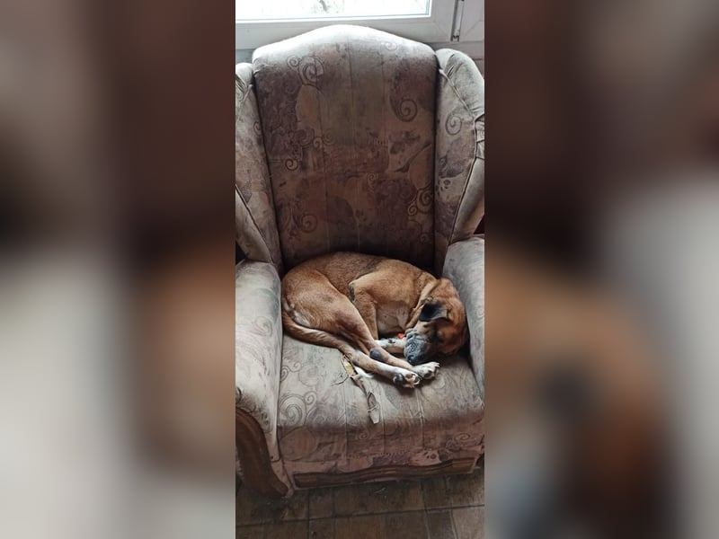 Arjeta: Treue Begleiterin an deiner Seite