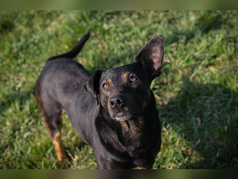 Chip 251505 (Junghund) sucht ein Zuhause