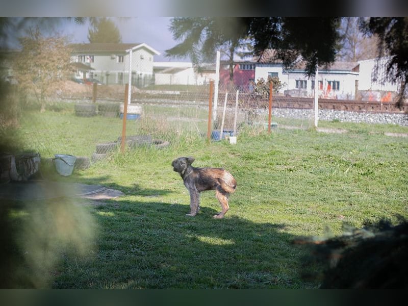 Chip 269459 sucht ein Zuhause