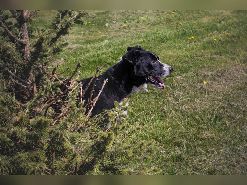 Sherlock: Ungebrochene Lebensfreude