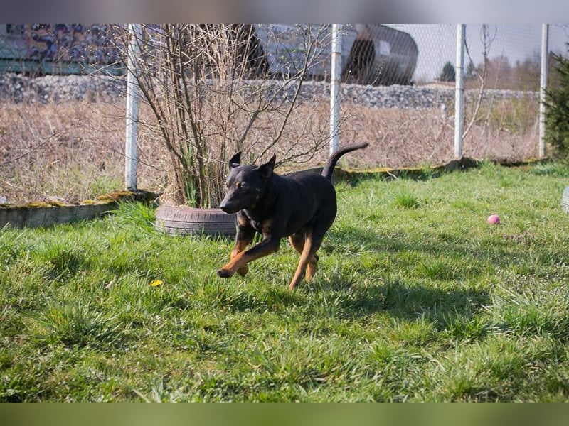 Chip 251505 (Junghund) sucht ein Zuhause