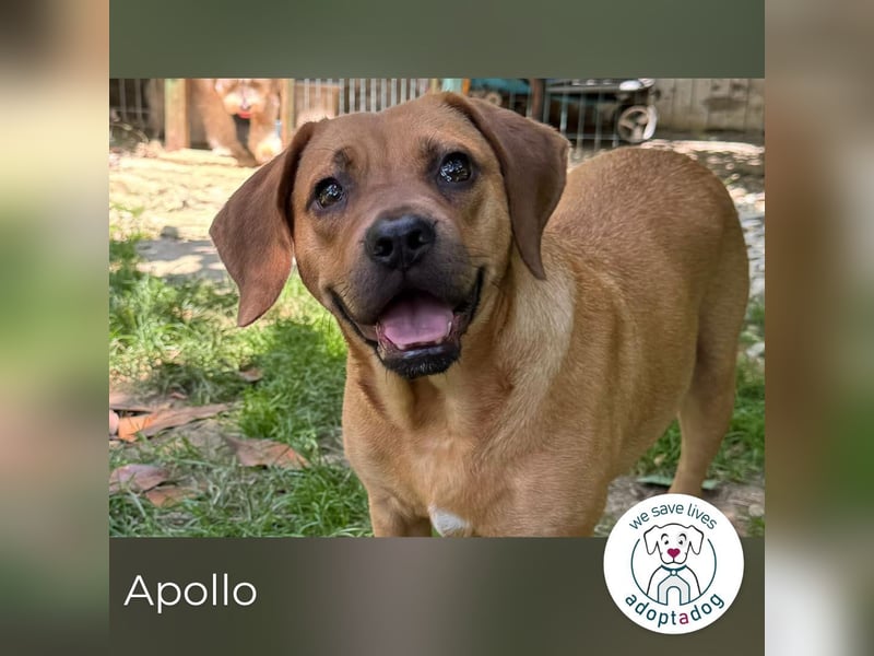 Apollo 244315 sucht ein zu Hause