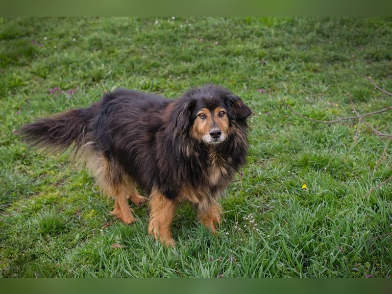 Lennox: treuer Begleiter sucht Familie