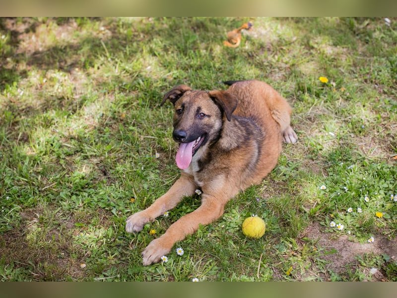 Chip 267512 sucht ein Zuhause