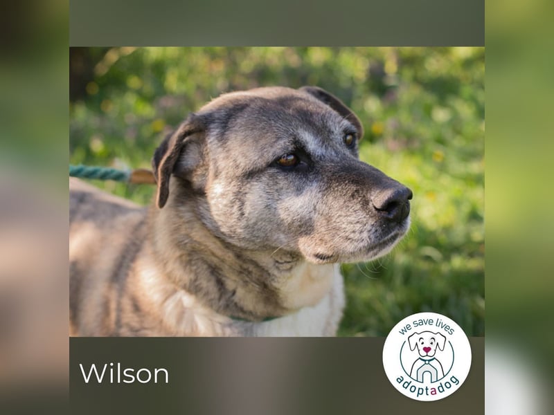 Wilson 203705 sucht ein zu Hause