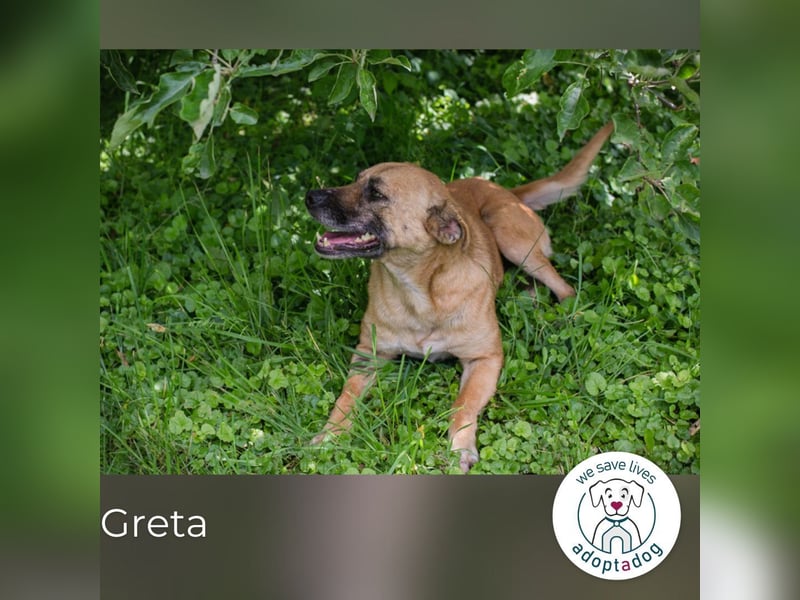 Greta: Liebenswerter Schatz sucht liebevolles Körbchen