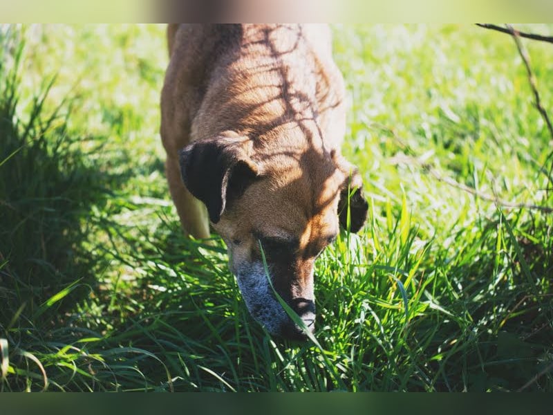 Arjeta: Treue Begleiterin an deiner Seite