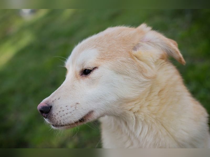 Viola sucht ein Zuhause