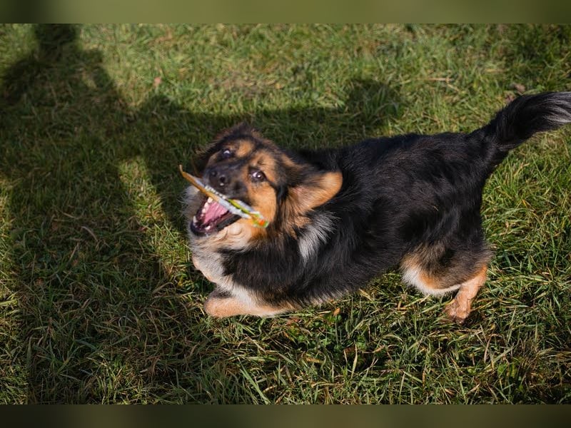 Namira: Fröhliche Traumhündin sucht liebevolles Zuhause