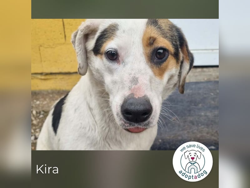Kira sucht ein Zuhause