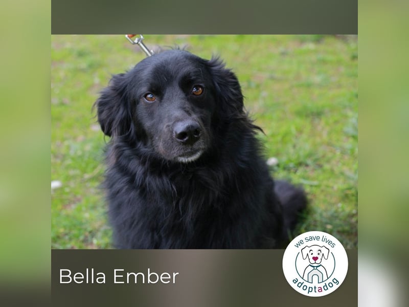 Bella Ember sucht ein Zuhause